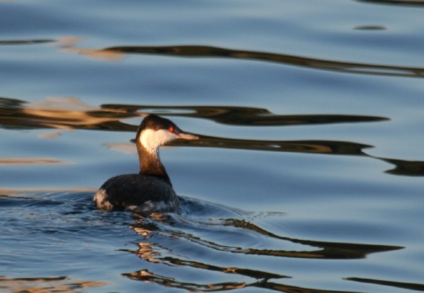 Horned Grebe